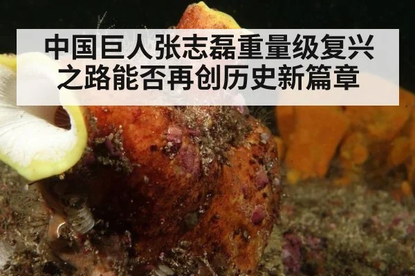 中国巨人张志磊重量级复兴之路能否再创历史新篇章